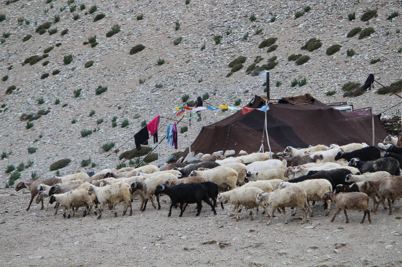  Reybo in Changthang Plateau